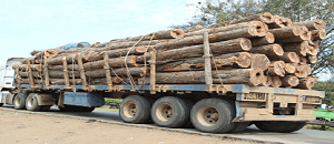 O sector de florestas apreendeu, semana finda, no distrito de Guro em Manica, um camião que transportava 24 metros cúbicos de madeira contrabandeada.