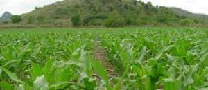 Nyusi exorta a população de Macate a concentrar esforços na produção de comida