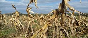 Manica: População de Tambara em risco de fome devido à falta de chuva
